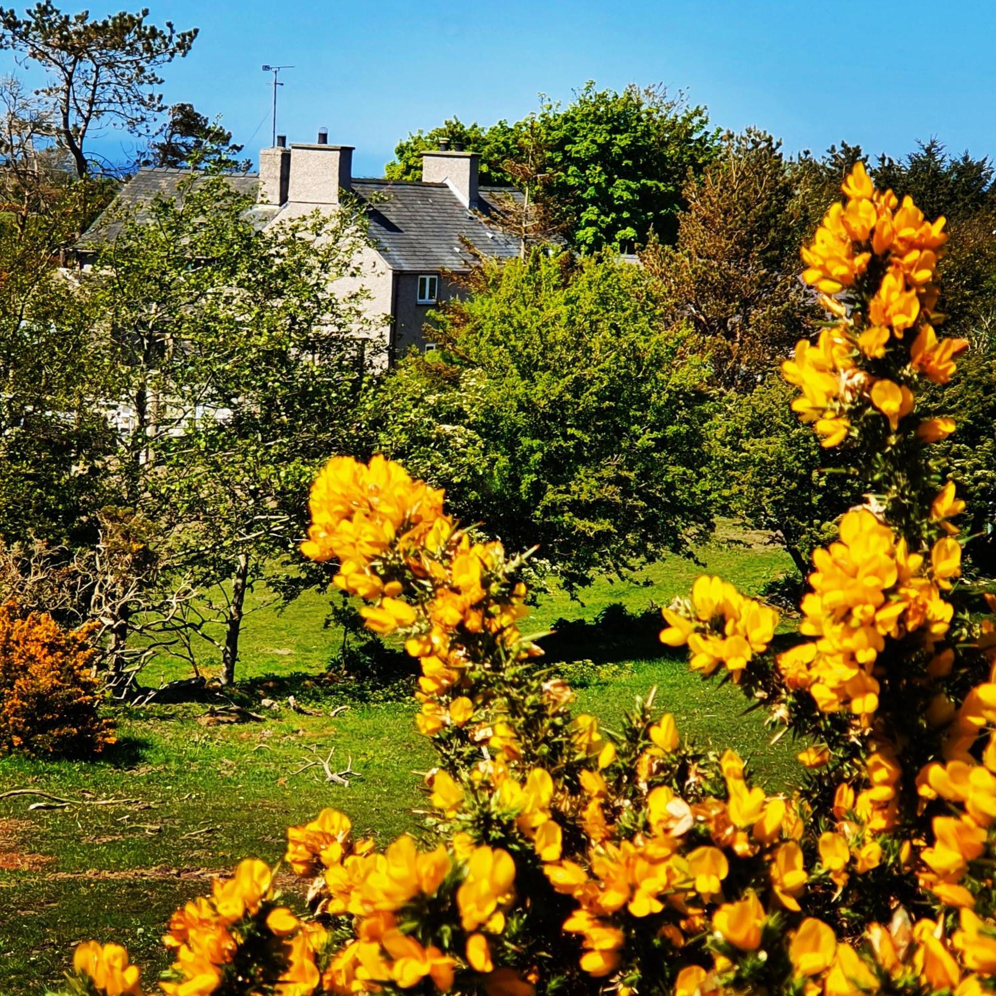 Tyn Llain B&B Llanfflewyn Kültér fotó